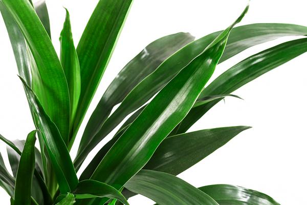 Drachenbaum - Dracaena 'Janet Lind',