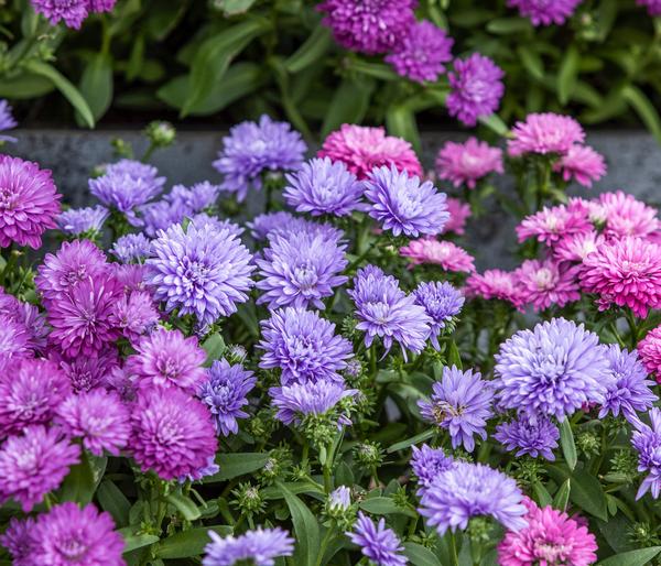 Glattblatt-Aster