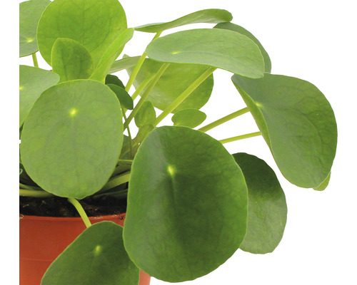 Artillerieplant, UFO-plant FloraSelf Pilea peperomioides H 17-22 cm Ø 10,5 cm pot