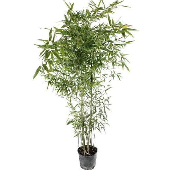 Bambou moyen phyllostachys bissetii: pot de 7 litres