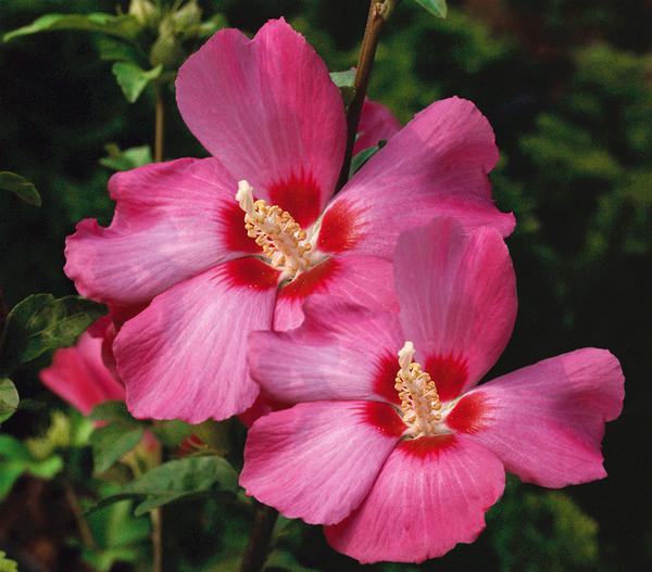 Hibiskus 'Silke' - Garten-Eibisch