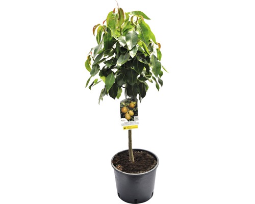 Biologische dwergperenboom FloraSelf Biologische Pyrus communis 'Delsanne' Stamhoogte 40 cm Totale hoogte ca. 60-80 cm Co 7,5 L