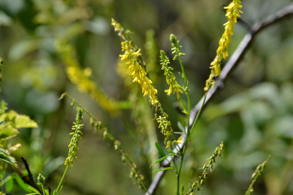 Kit cadeau - mélilot - 250 graines - melilotus officinalis