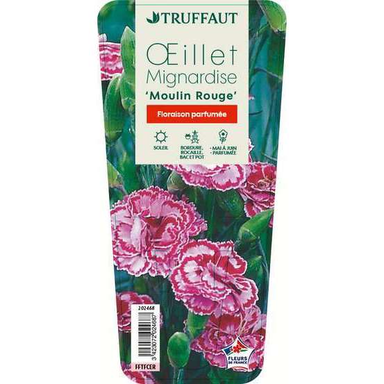Œillet mignardise Moulin Rouge : godet vert