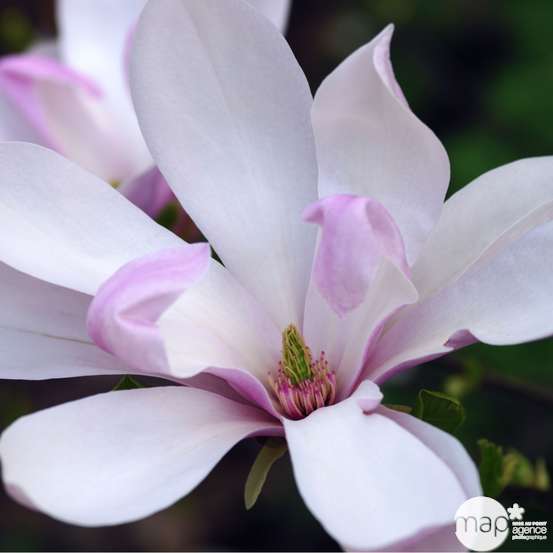 Magnolia x Pinkie : conteneur rond carré de 5 L