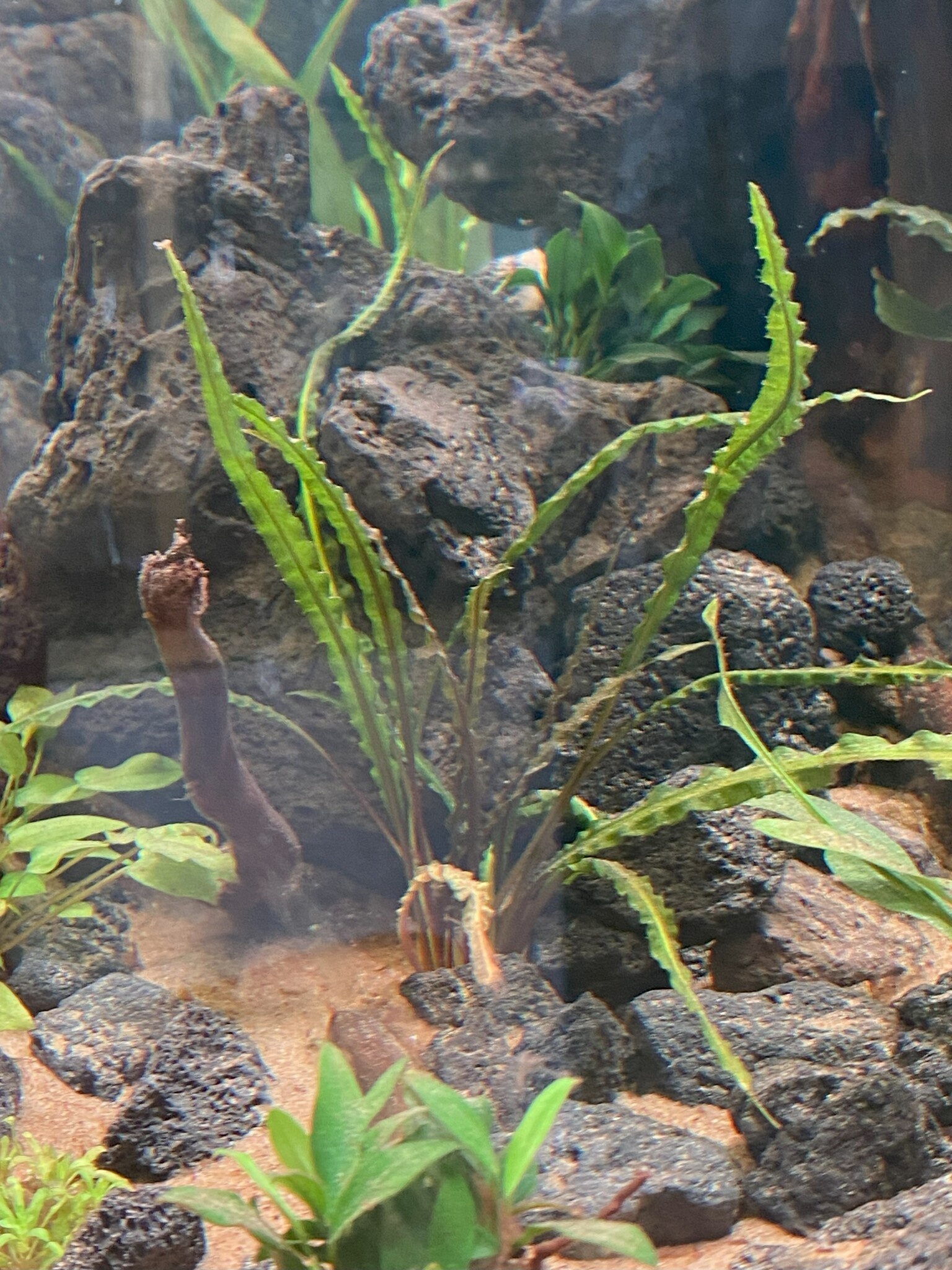 Waterplant Cryptocoryne Crispatula var. Balansae in pot