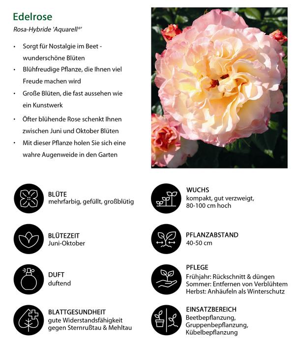 Edelrose 'Aquarell®'