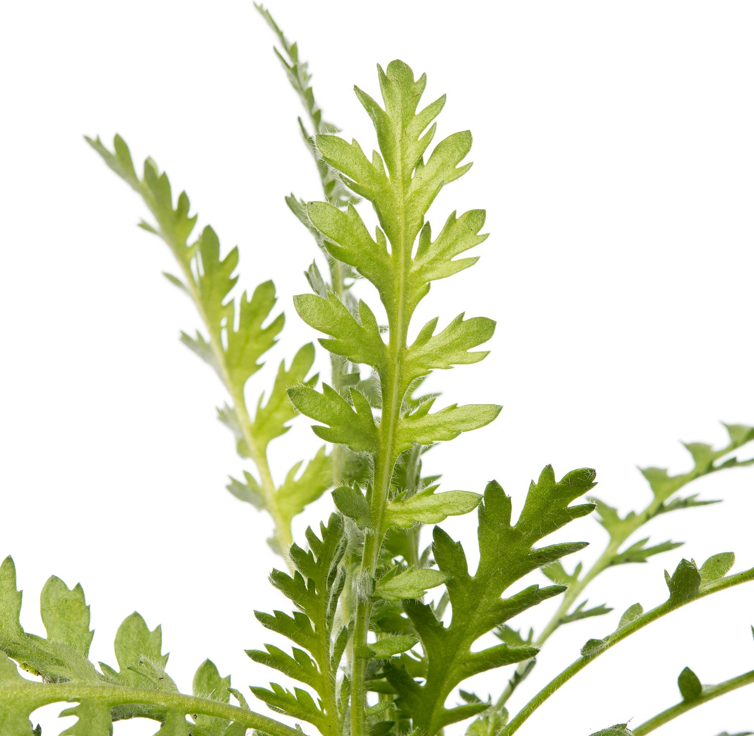 Duizendblad (Achillea filipendulina 'Cloth Of Gold') D 9 H 10 cm