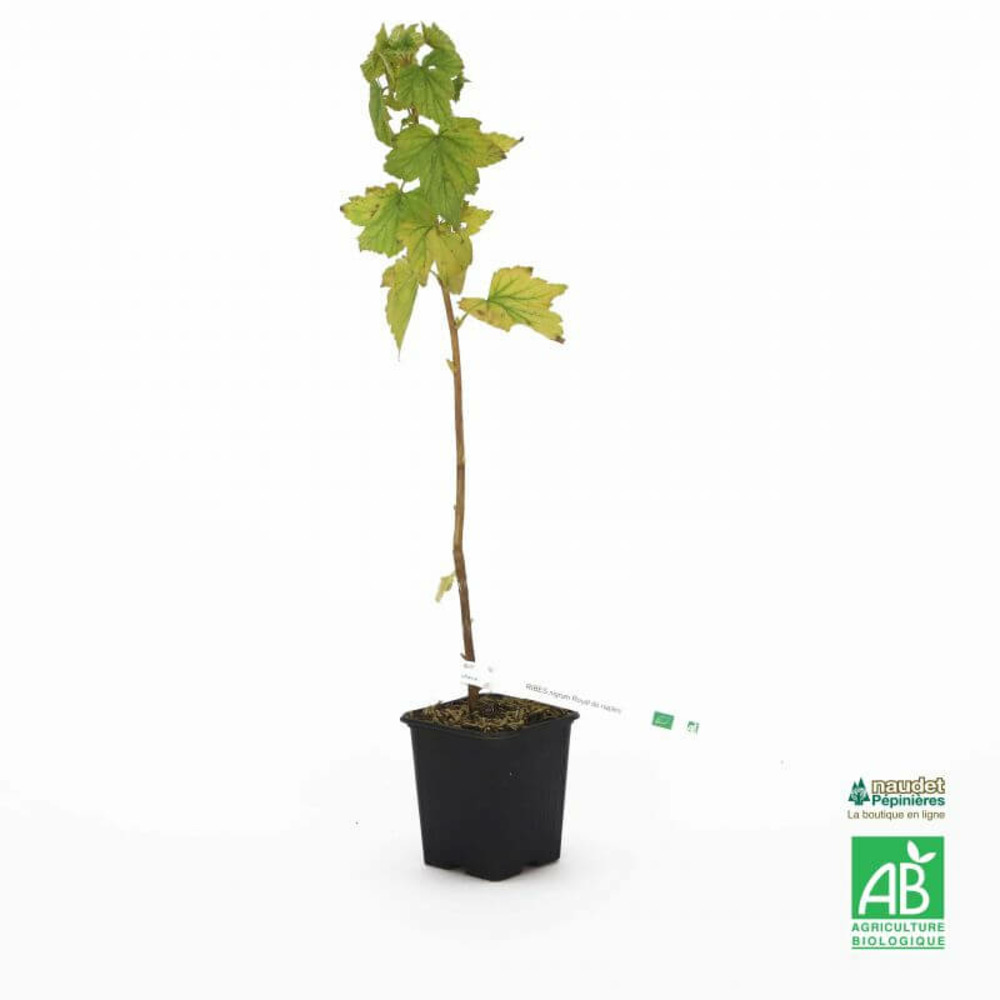 Cassis 'royal de naples' bio - godet 9cm