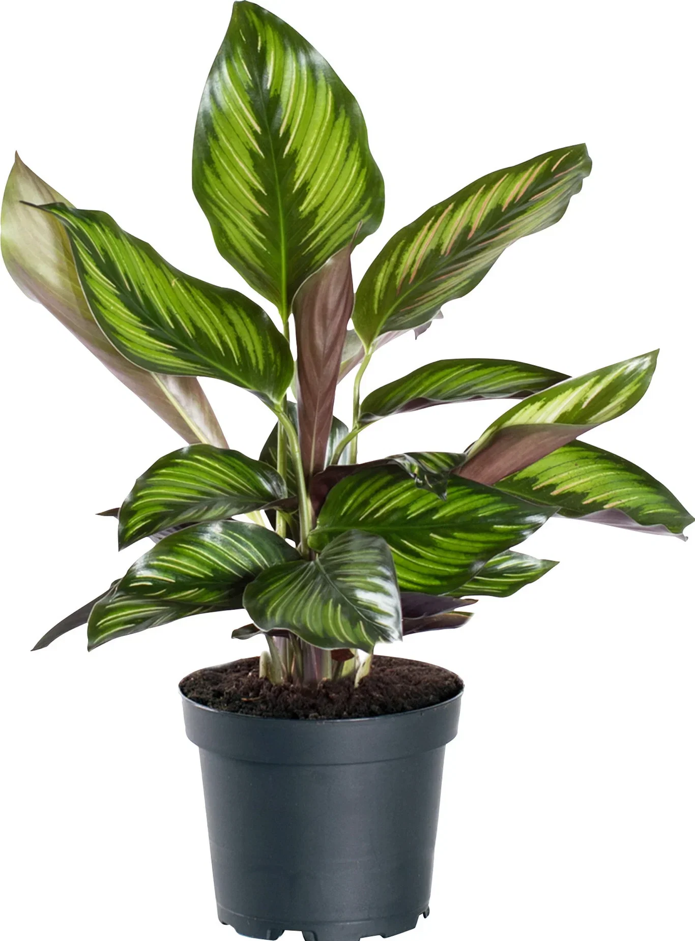Goeppertia BEAUTYSTAR ('Hgv08') Calathea 'Beauty Star' Høyde 30 cm