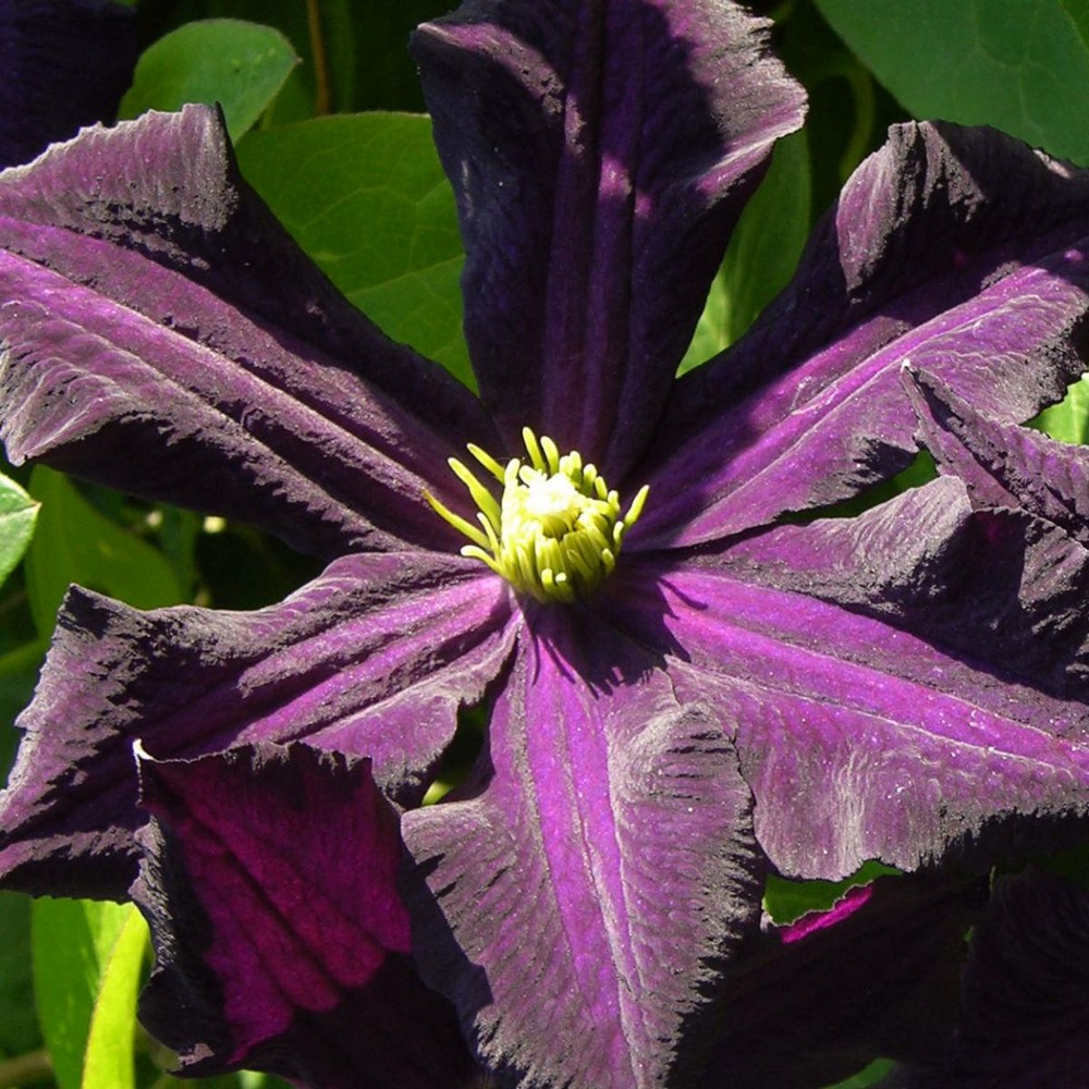 Clématite romantika/clematis romantika[-]pot de 1,5l - tuteur bambou 30/60 cm
