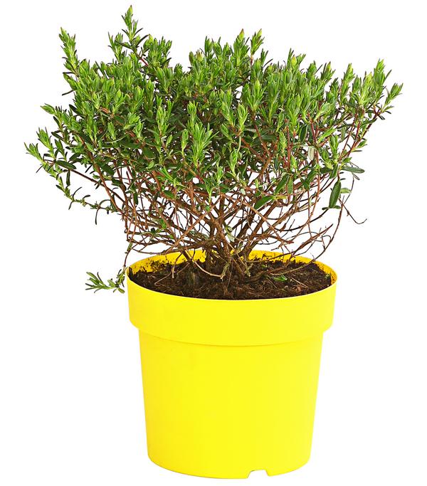 Zistrose