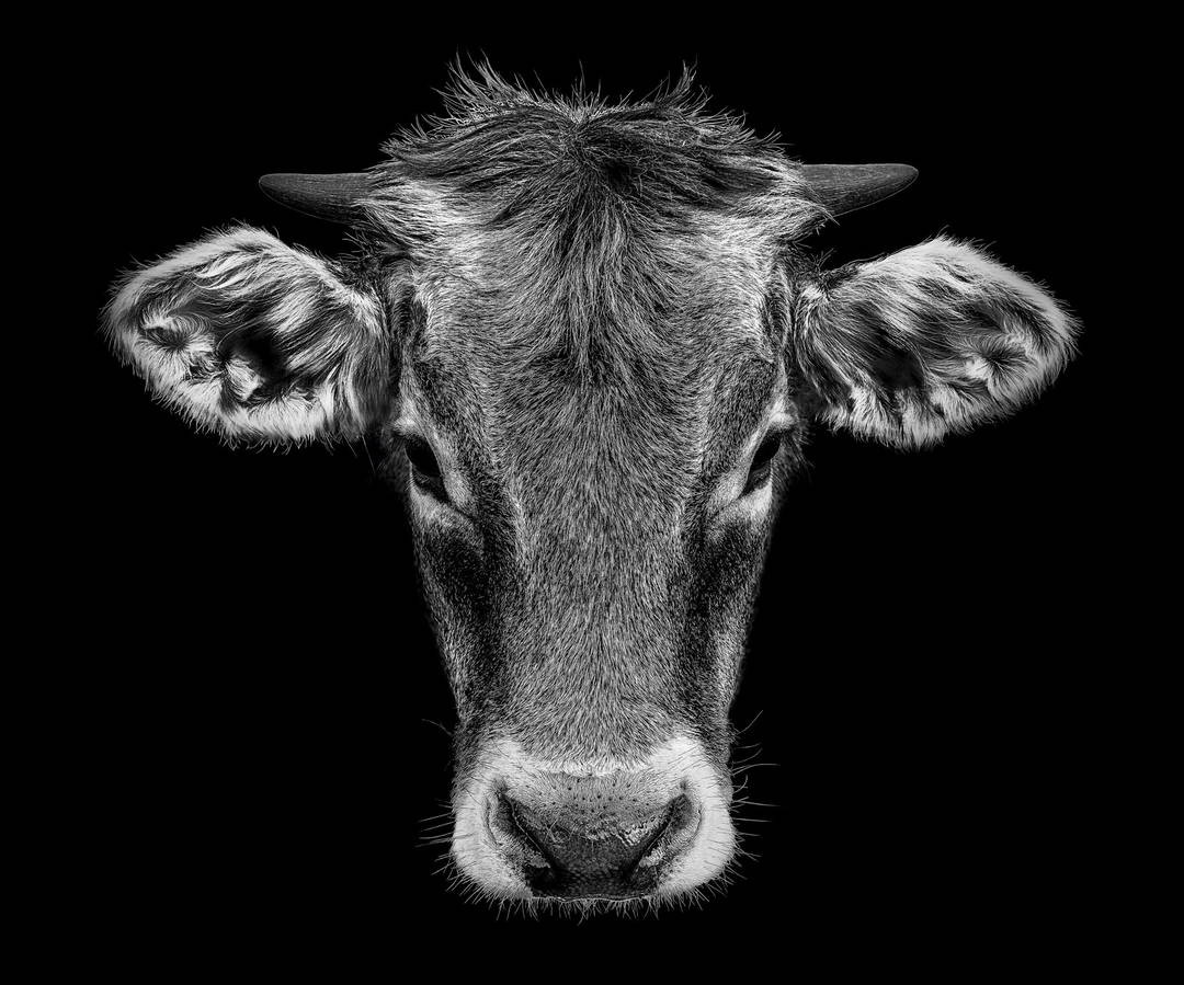 Junge Heimat by Claudio Gotsch - Limited Edition. Edition of: 100. Signed.