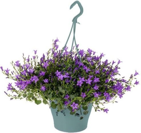 Klokjesbloem in hangpot (Campanula 'Ambella Purple') D 19 H 25 cm