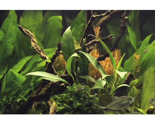 Kaal speerblad - Anubias barteri var. glabra