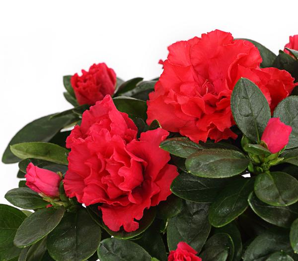 Zimmerazalee - Rhododendron simsii