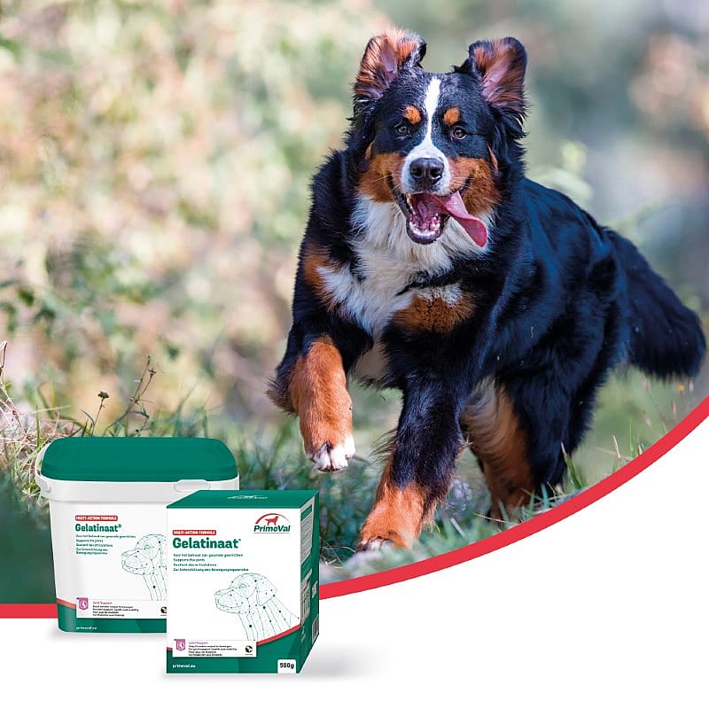 Primeval Gelatinaat hond 500 g