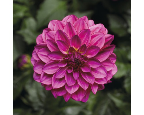 Dahlia FloraSelf Dahlia x Hybride Ø 17 cm pot willekeurige variëteitselectie