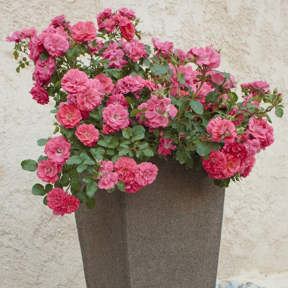 Rosier coral drift ® meidrifora le rosier en godet