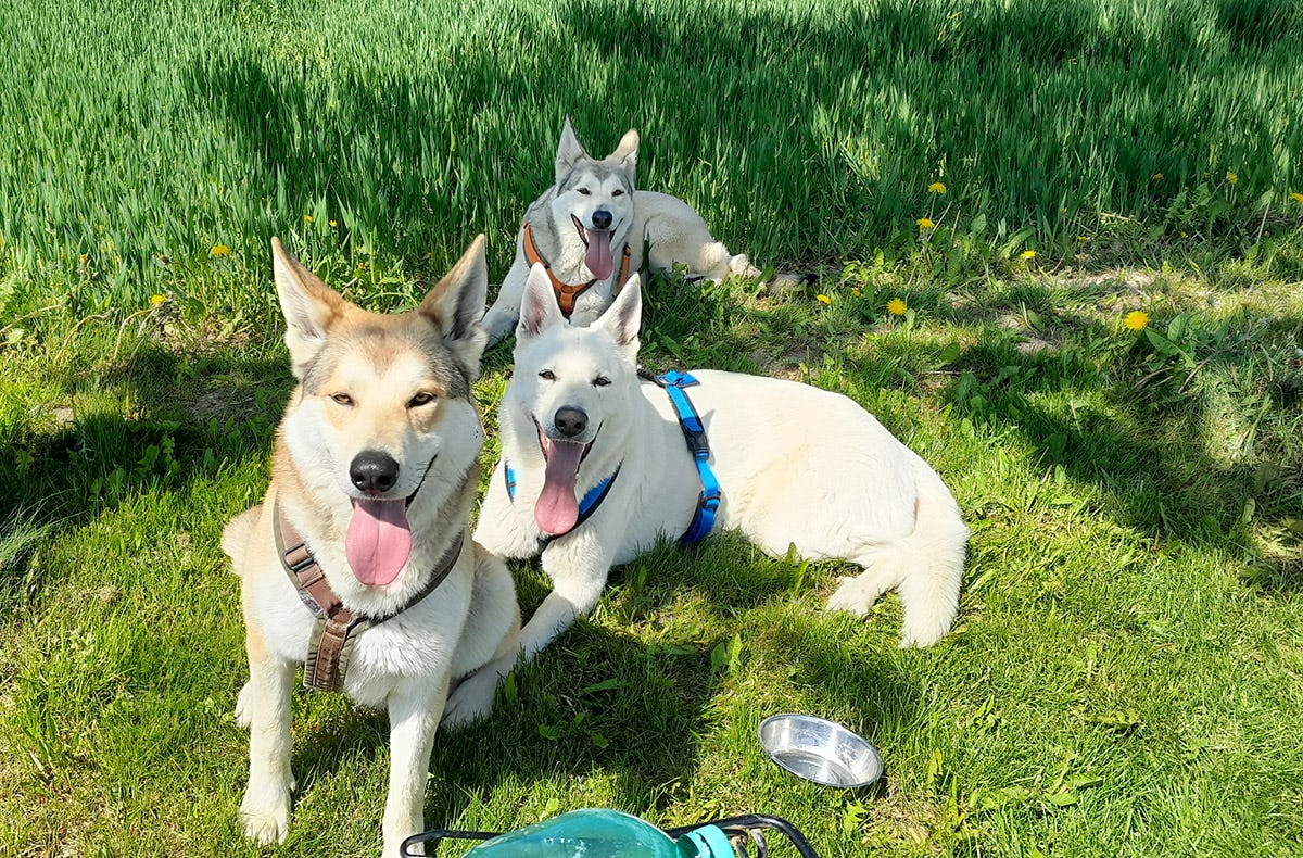 Wolfhundepfleger Büren (für 3 Stunden)
