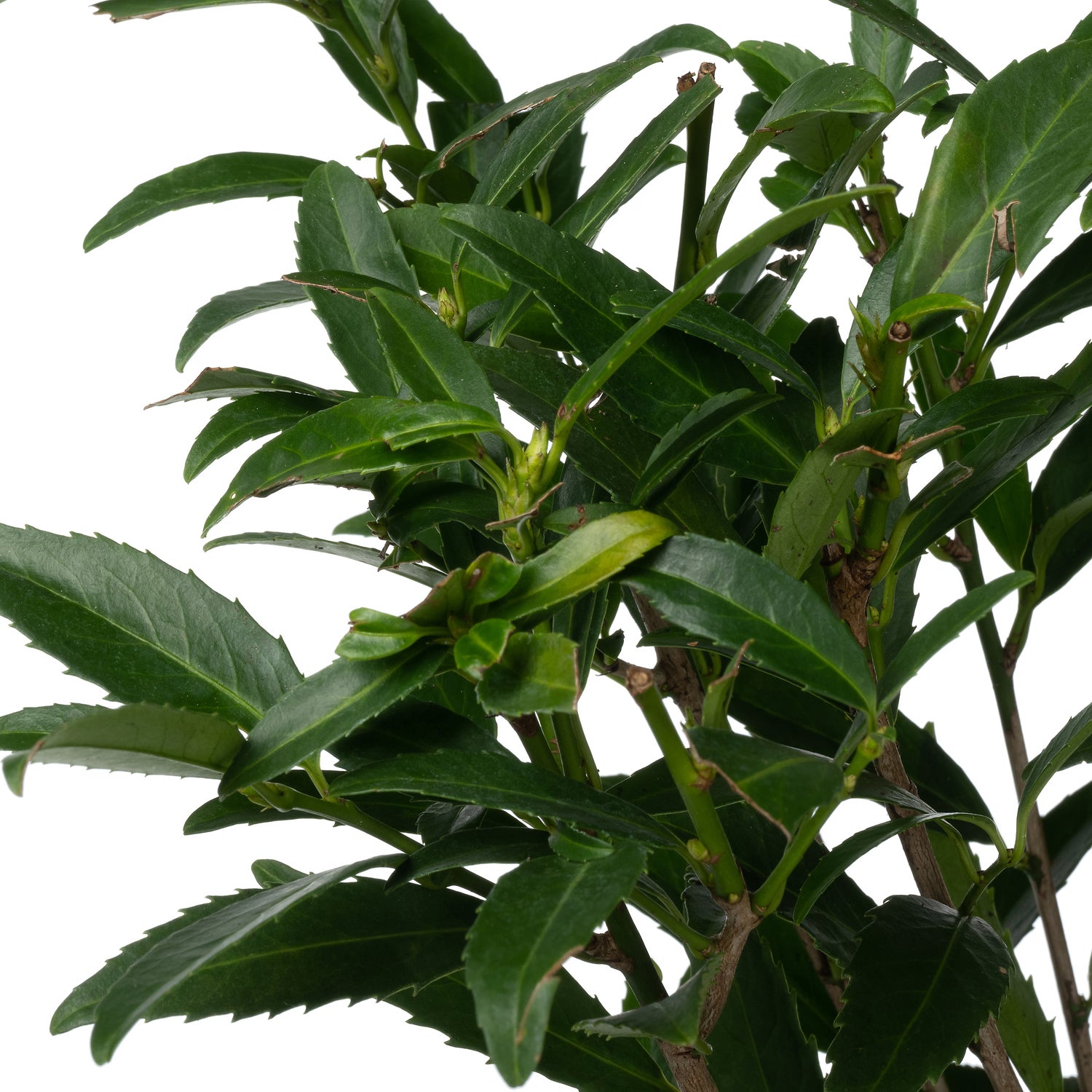 Laurierkers (Prunus laurocerasus 'Filigrow Sofia') D 17 H 40 cm
