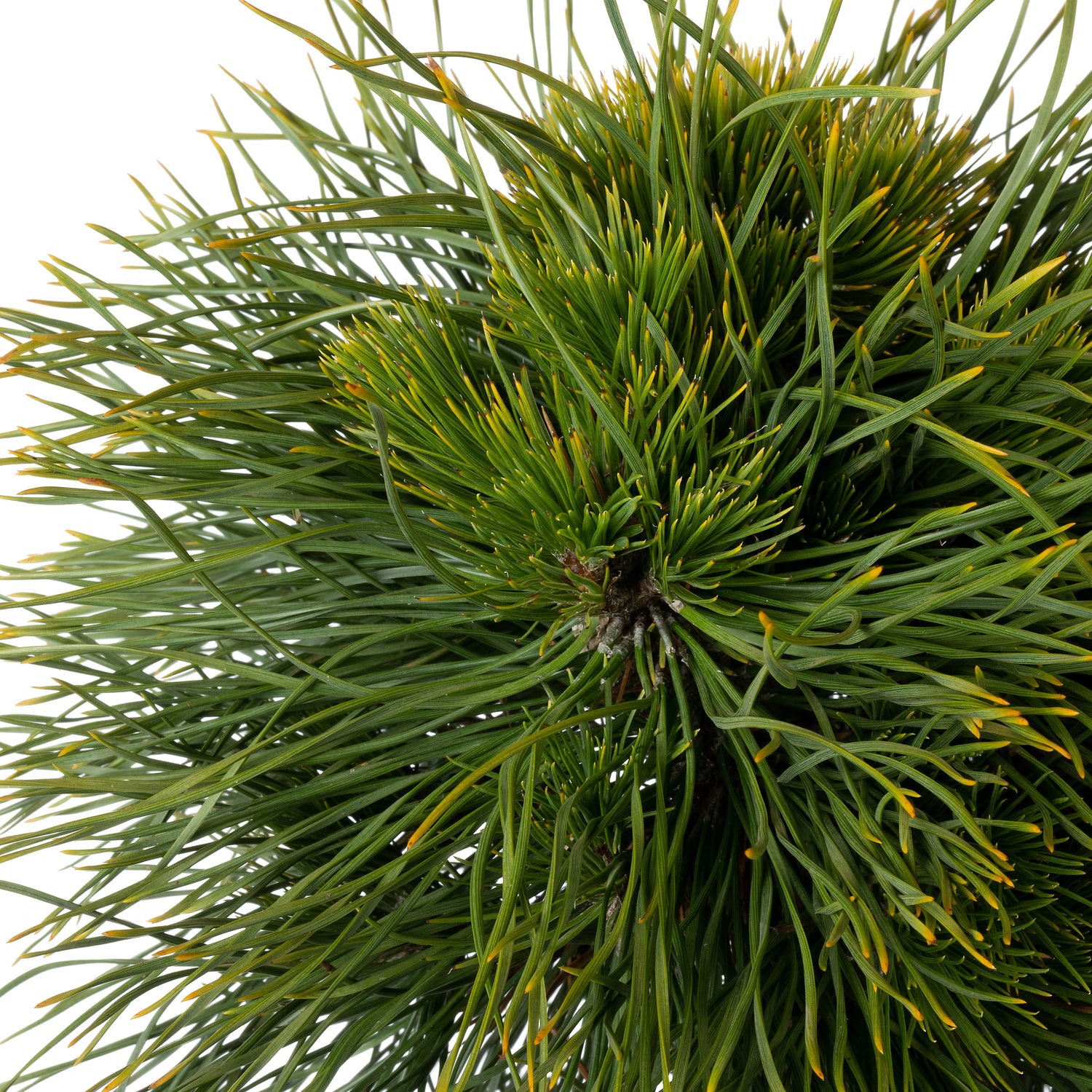 Bergden (Pinus mugo 'Varella') D 29 H 65 cm