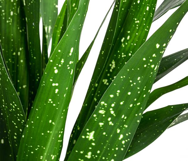 Schusterpalme - Aspidistra elatior 'Milky Way'