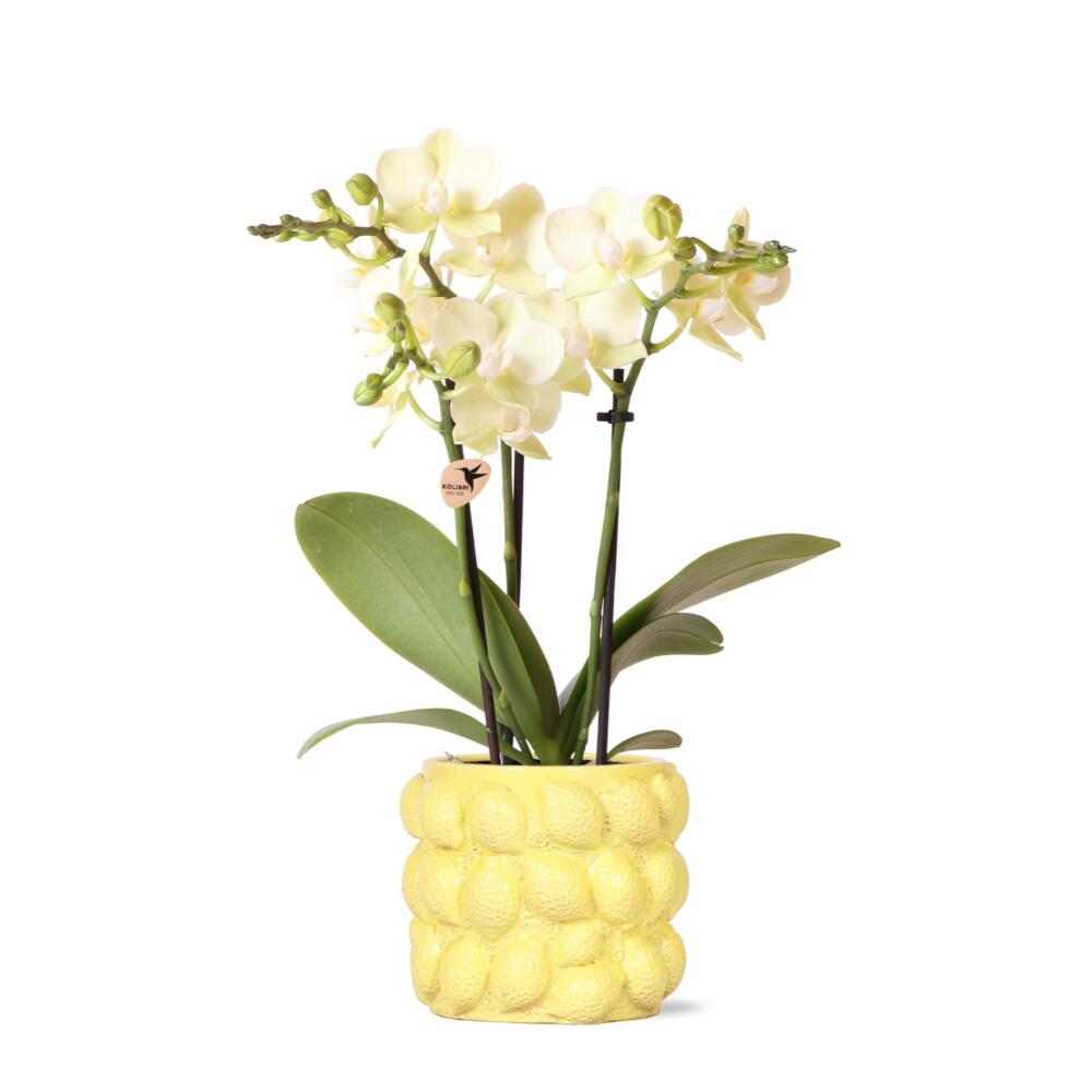 Kolibri orchids - orchidée phalaenopsis jaune - mexique - taille de pot 9cm - plante d'intérieur à fleurs