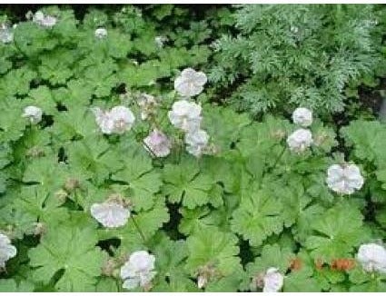 Ooievaarsbek (Geranium 'St. Ola') D 9 H 10 cm