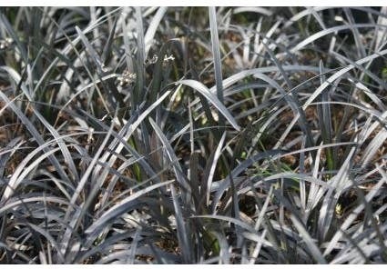 Zwart gras (Ophiopogon planiscapus 'Niger') D 9 H 10 cm