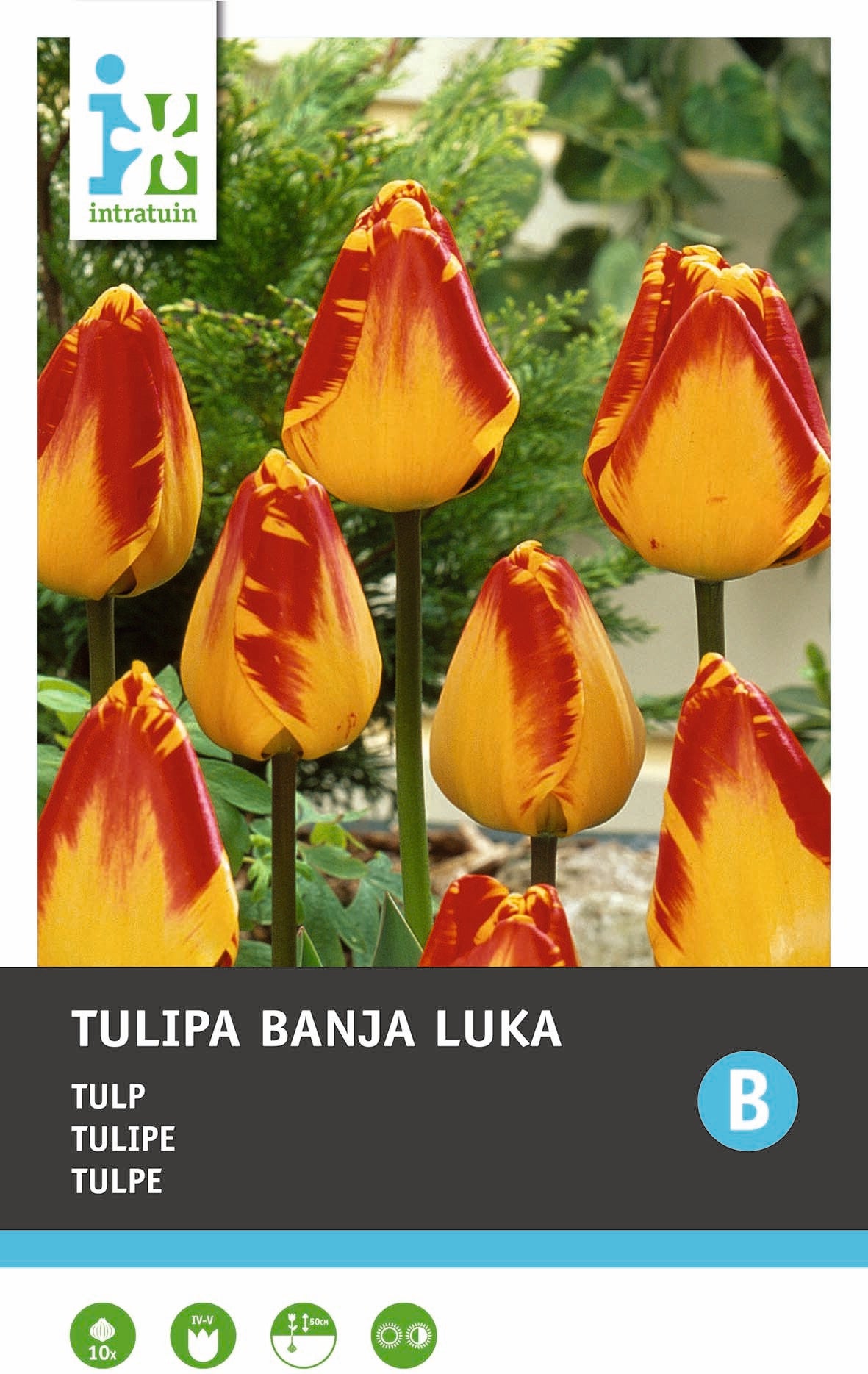 Intratuin bloembollen Tulp (Tulipa 'Banja Luka')10 stuks