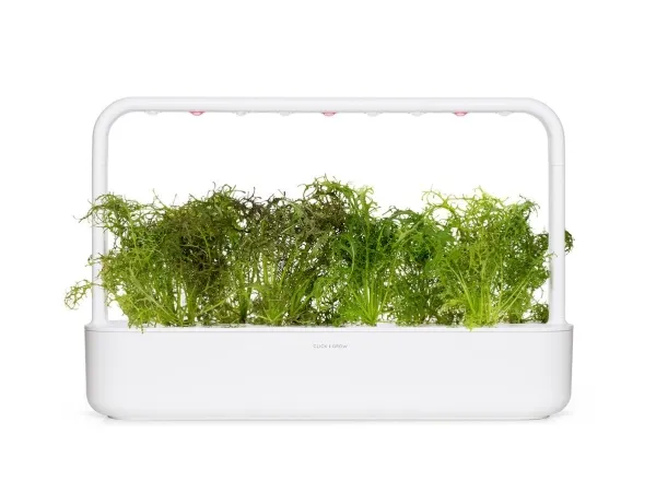 Click & Grow SGR77x3, Spiselig plante, Leaf mustard (Red Frill), Startsæt, 7 - 14 dage, 18 - 24 °C, 3 stk