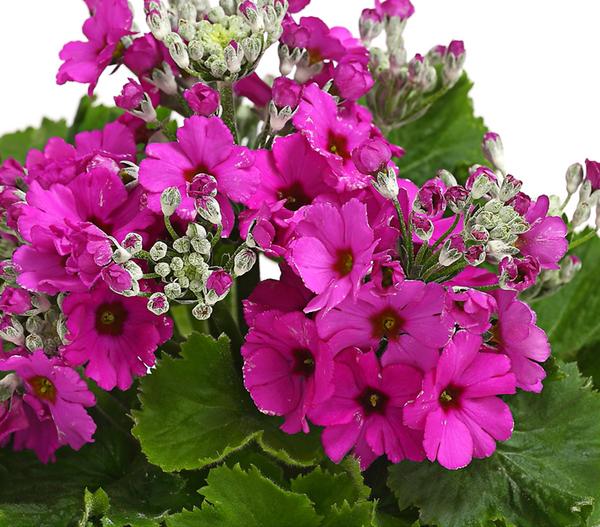Brautprimel, verschiedene Farben