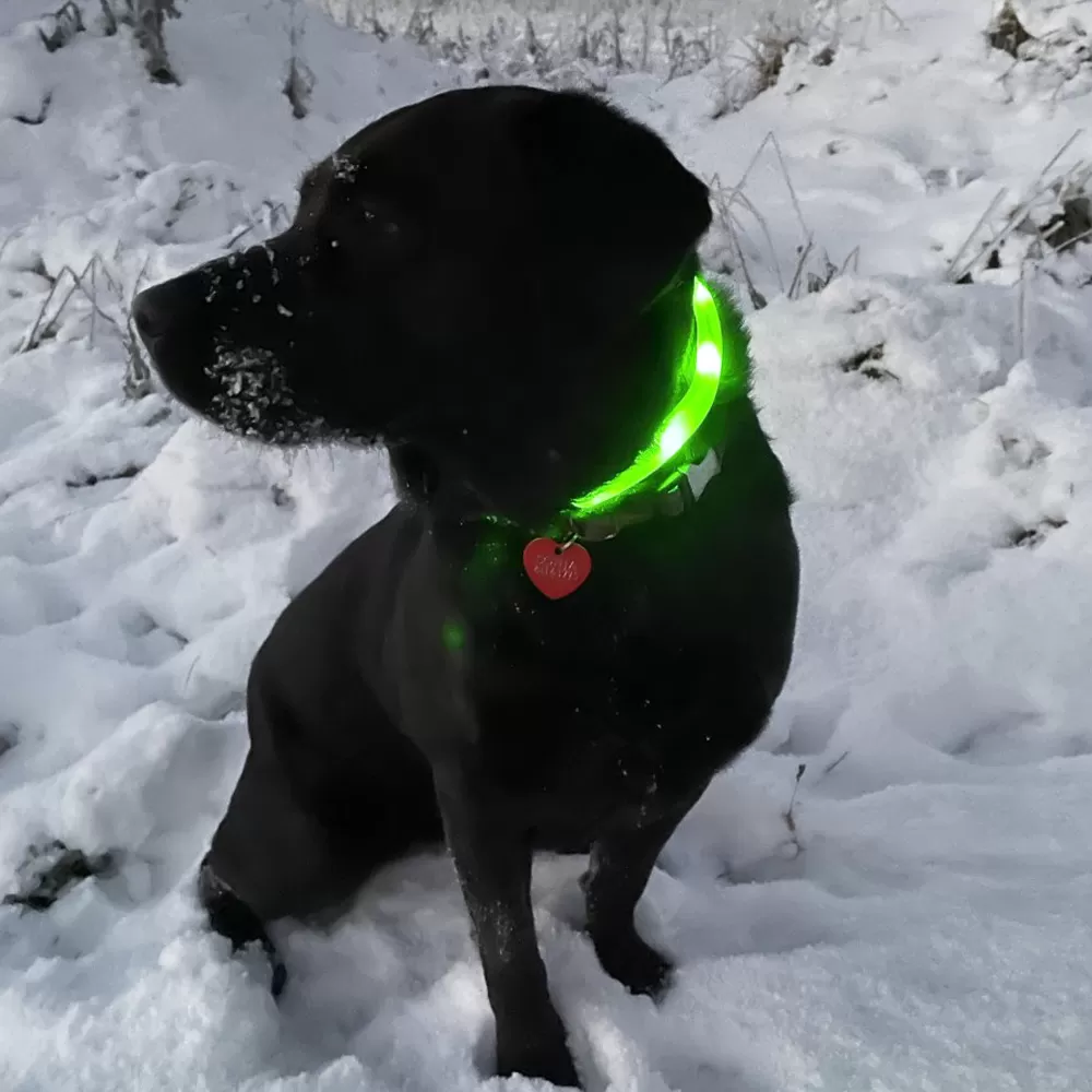 Trixie USB Flash halsbånd - M-L