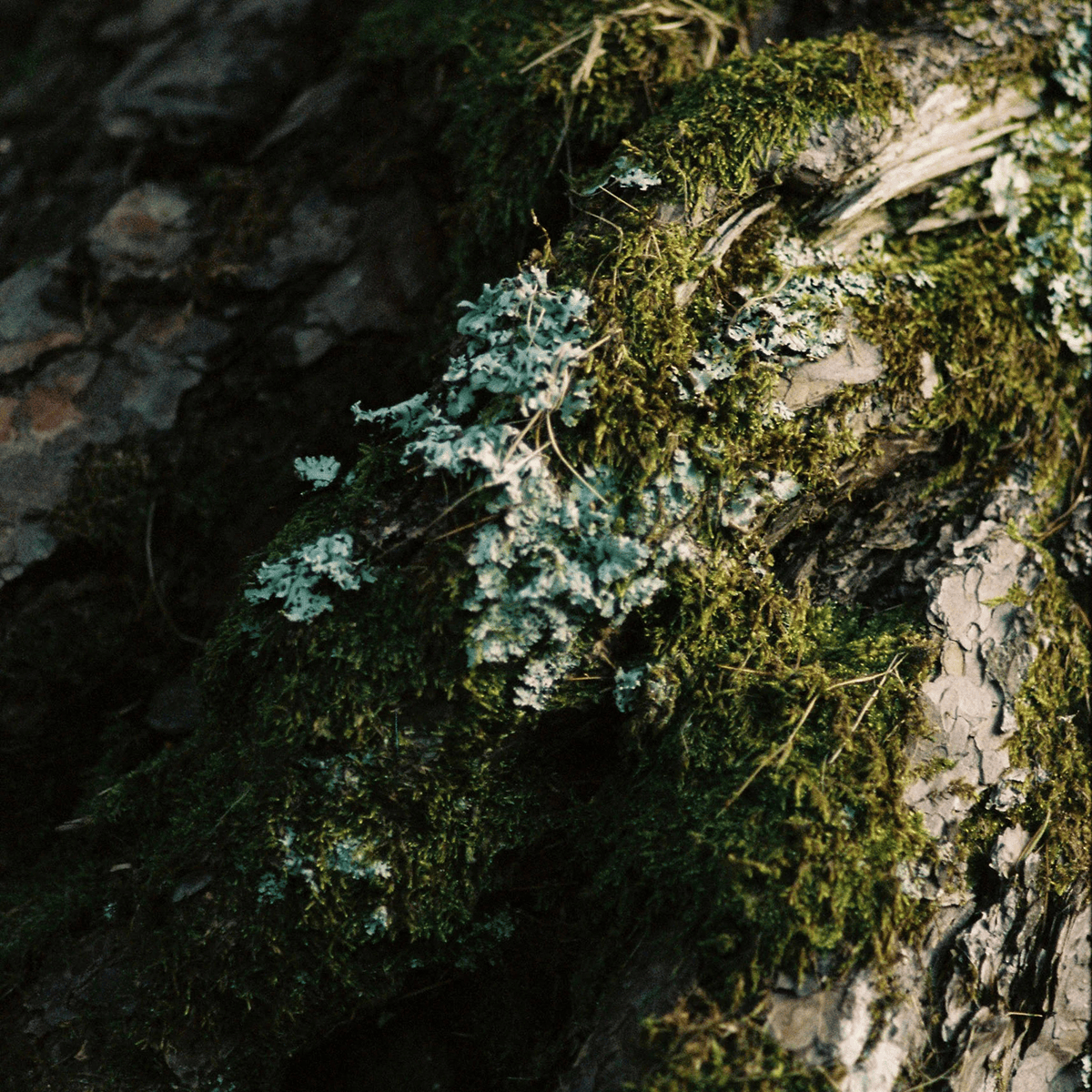Moss Incense