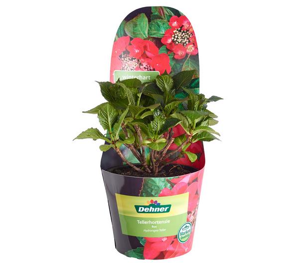 Teller-Hortensie, ca. 15-25 cm