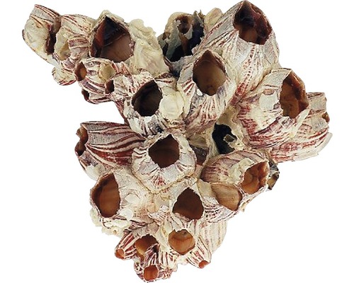 Aquarium decoratie schelp Zeepok ca. 12 x 8 cm
