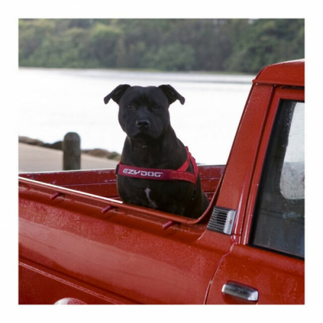 Harnais Ezydog Quick Fit pour chien