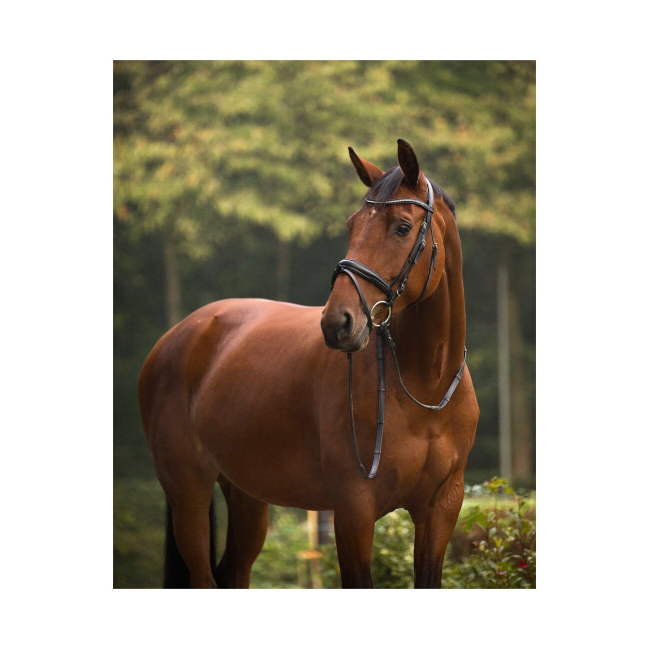 4Horses Trense Venedig VB/ COB (Vollblut)
