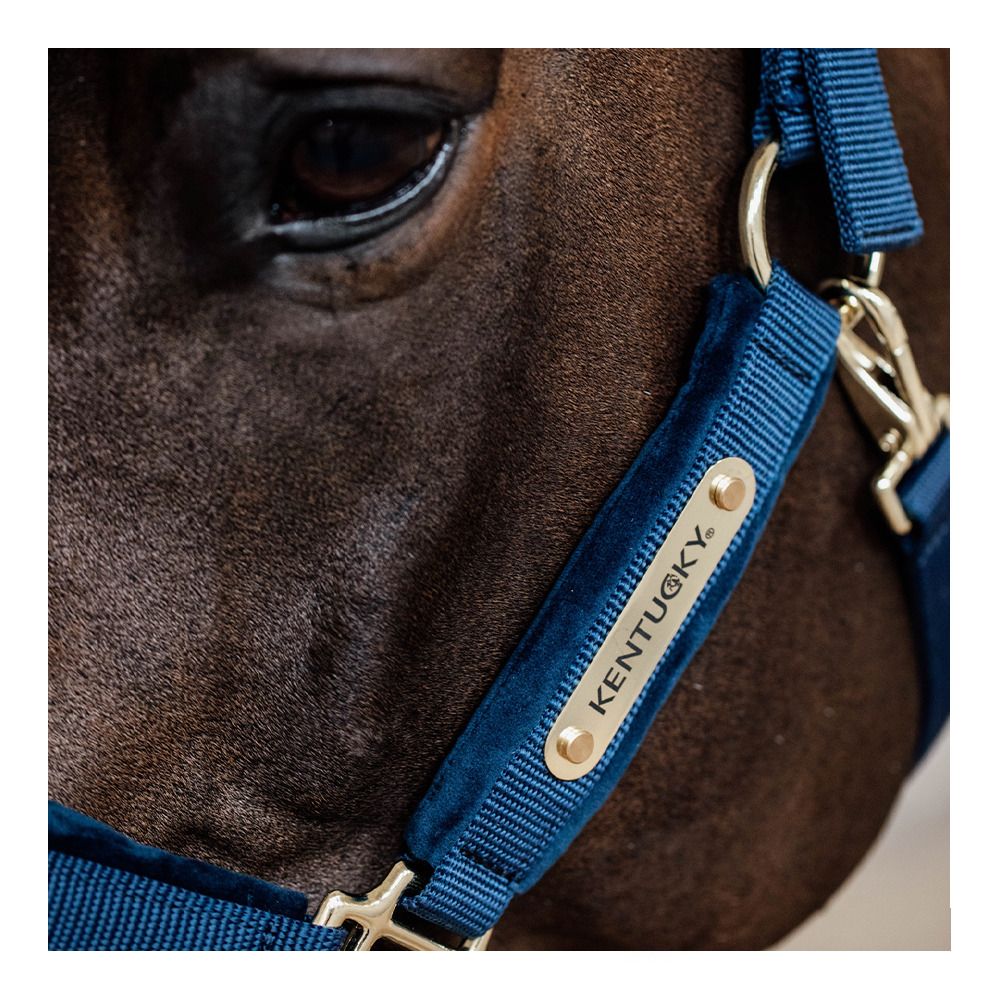 Kentucky VELVET - Licol navy