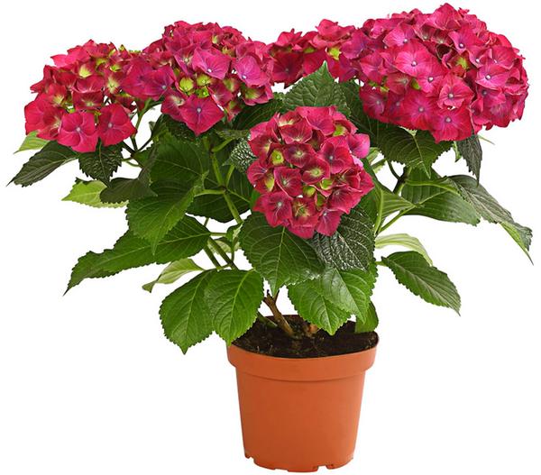 Hortensie - Hydrangea macrophylla