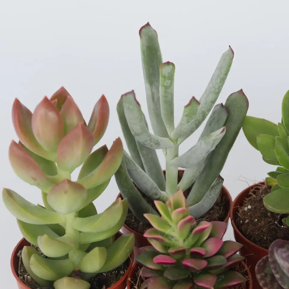 Mini-vetplanten - Set van 12 - Succulent Mix - Hoogte 5-10cm - ⌀5,5cm