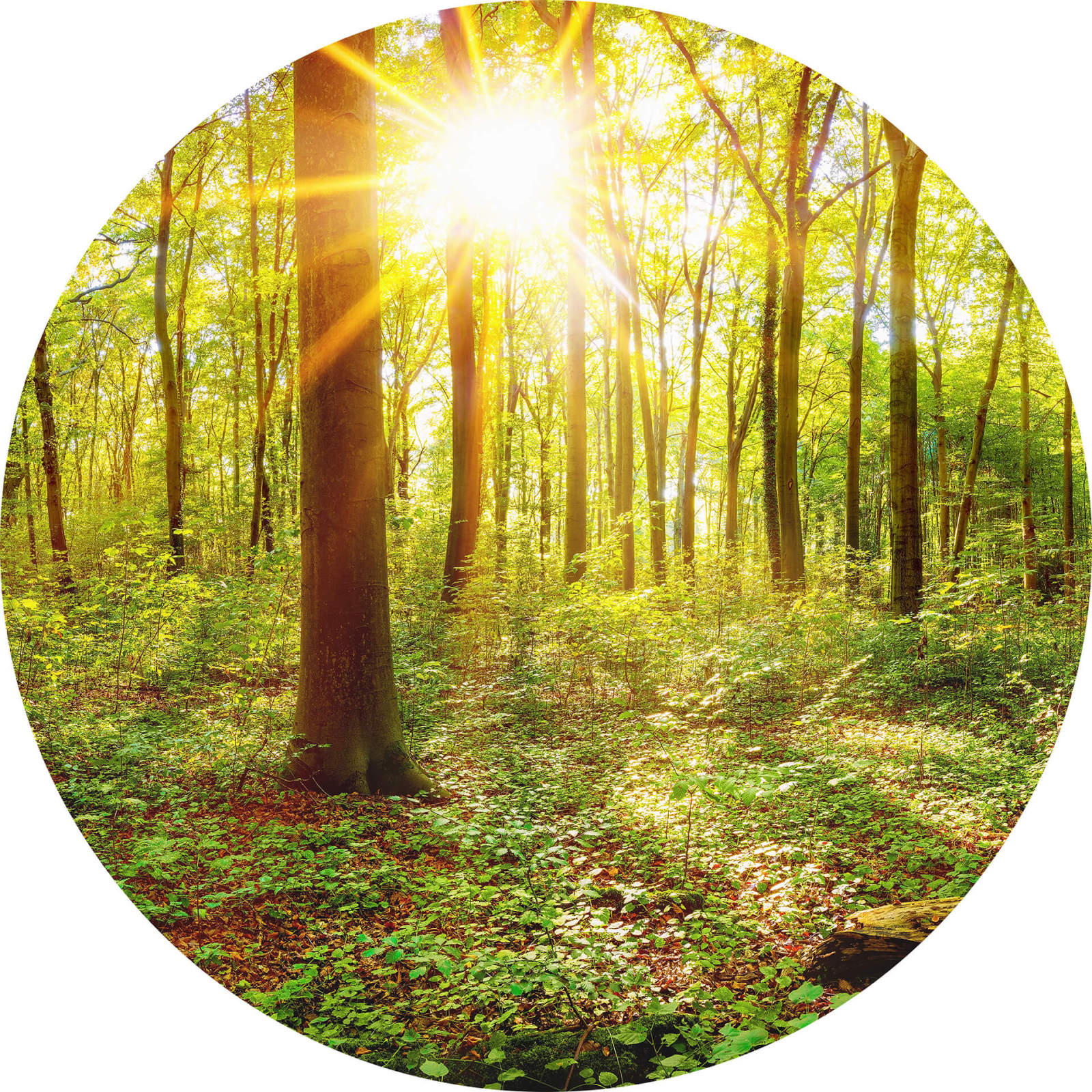 Fototapete DESIGNWALLS 2.0 - grün-braun - Wald - 1,4 Meter