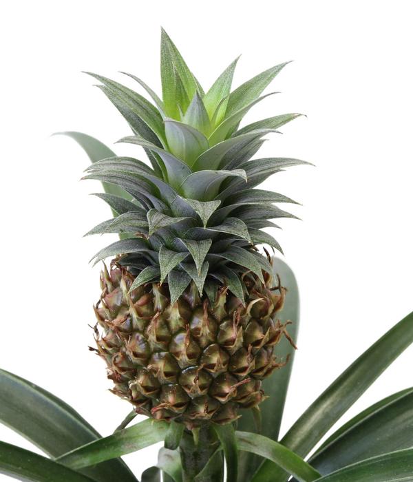 Ananaspflanze - Ananas comosus