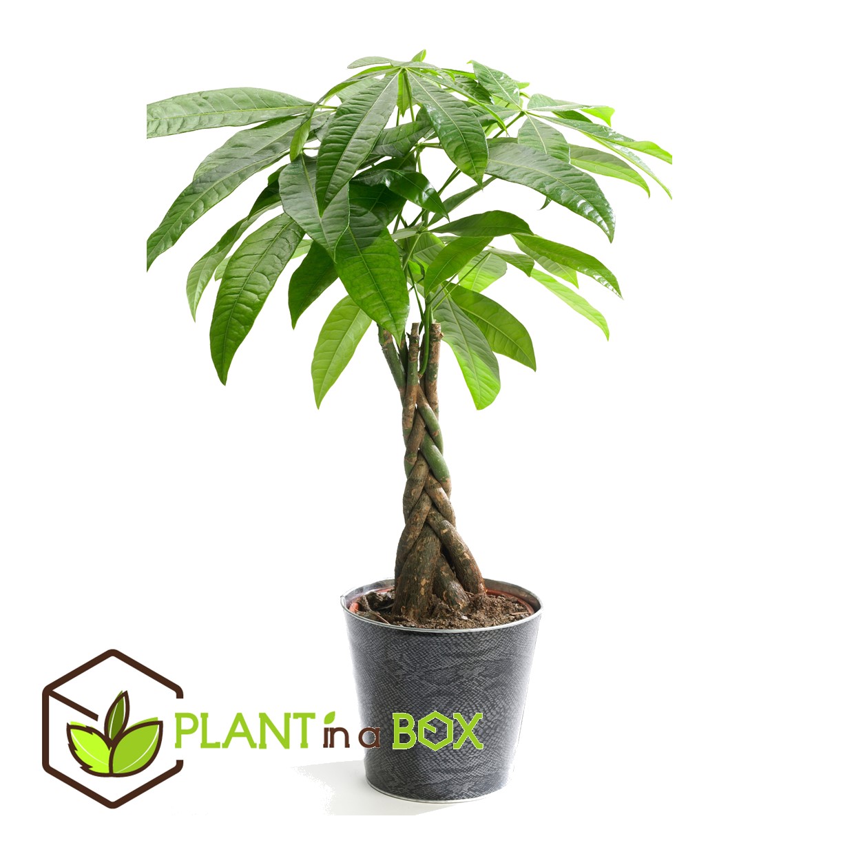 Pachira aquatica - 'money tree' - pot 17cm - hauteur 60-70cm