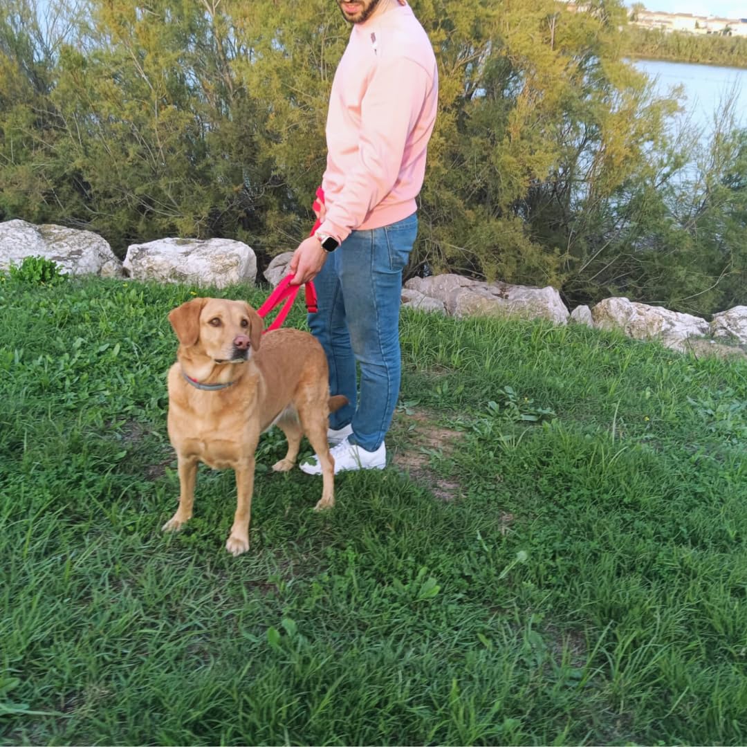 Guia para cães EGV com múltiplas posições e alça dupla de neoprene. Guia para cães que permite o uso com as mãos livres, com 2,5 metros de comprimento. (Vermelha)
