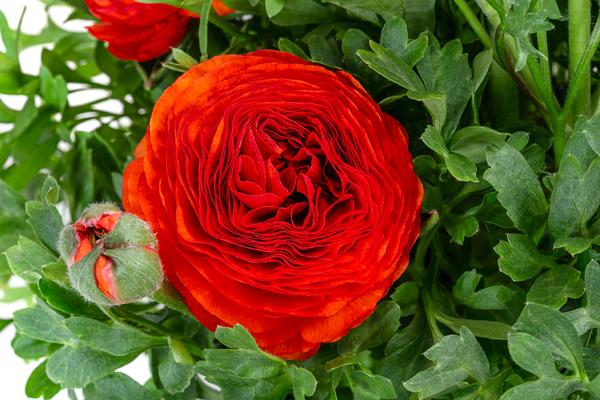 Ranunkel, verschiedene Farben
