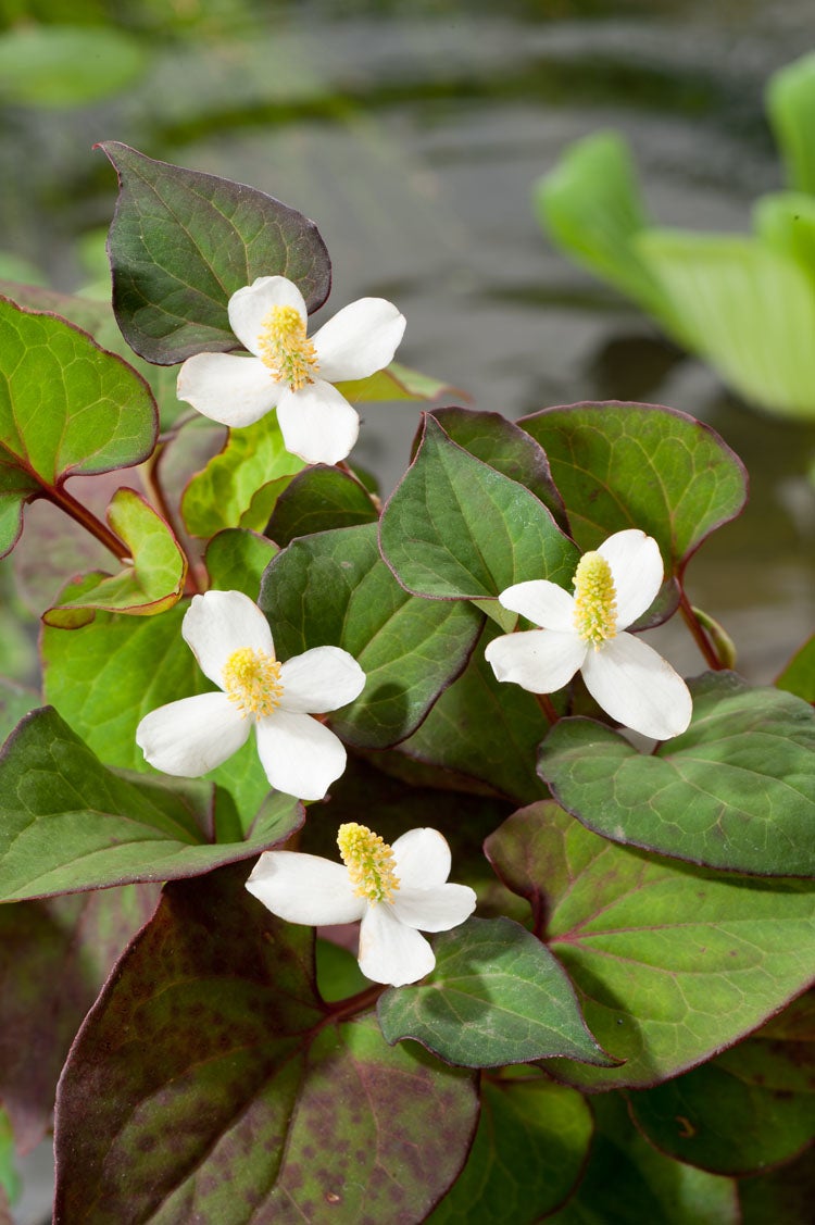 Moerasanemoon (Houttuynia cordata) D 9 H 20 cm