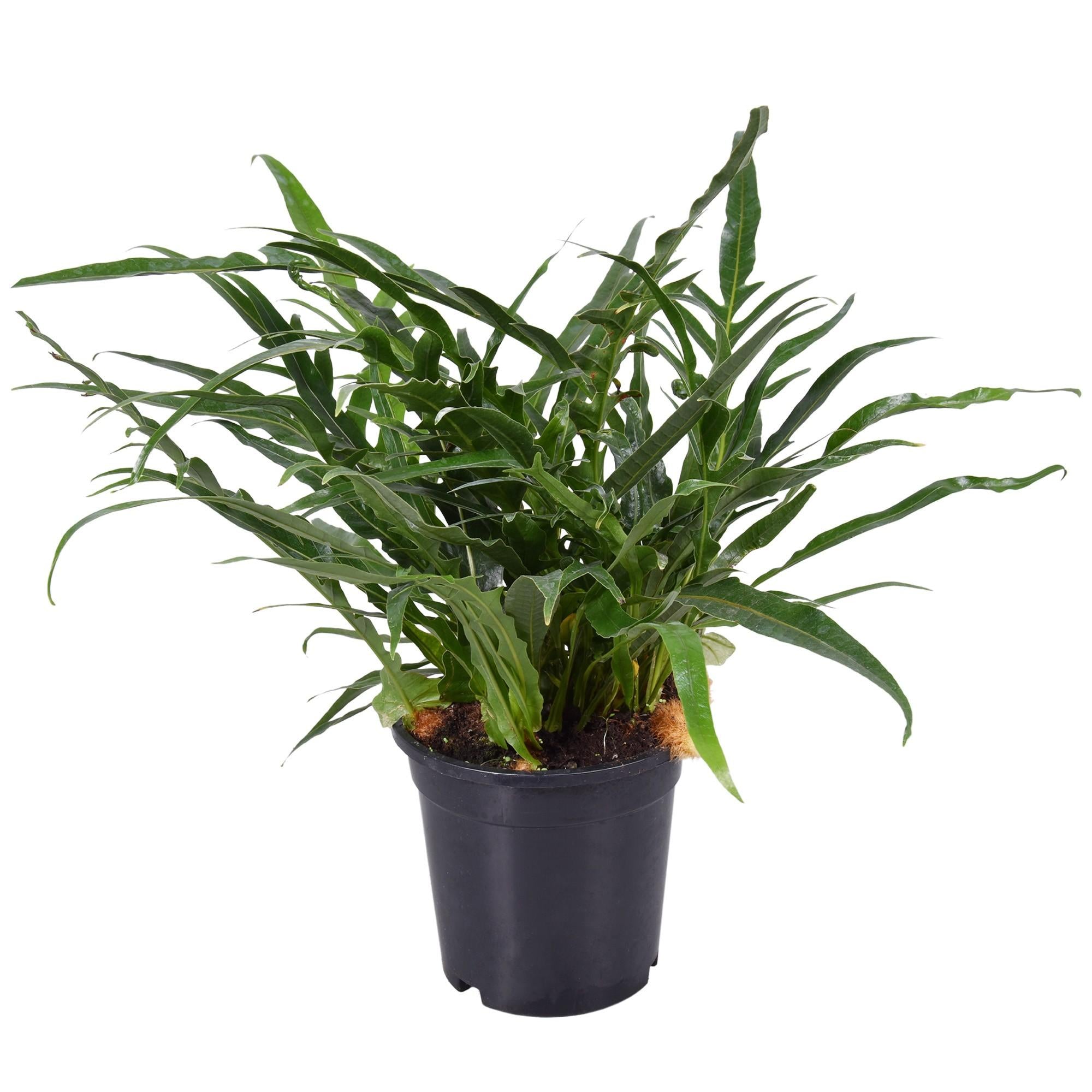 Plante d'intérieur - fougère aglaomorpha 45.0cm