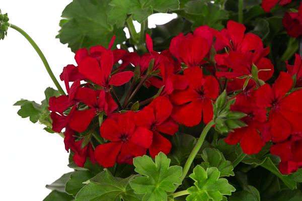 Geranie 'Caliente', Ampel